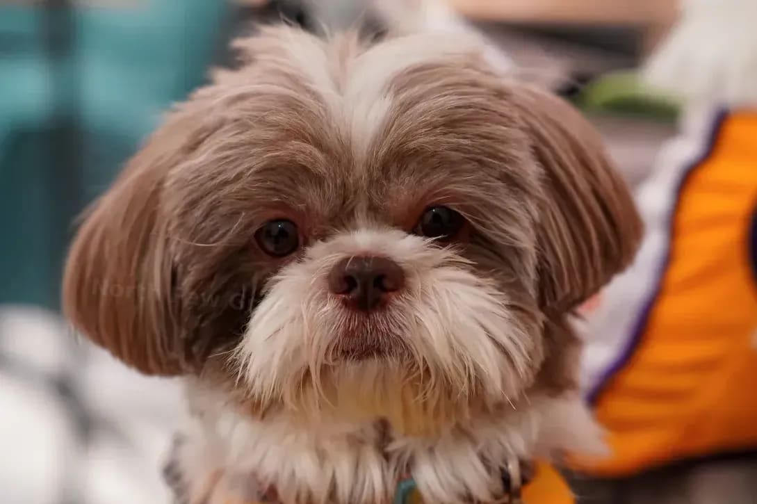 How We Keep Nervous Pets Comfortable During Grooming