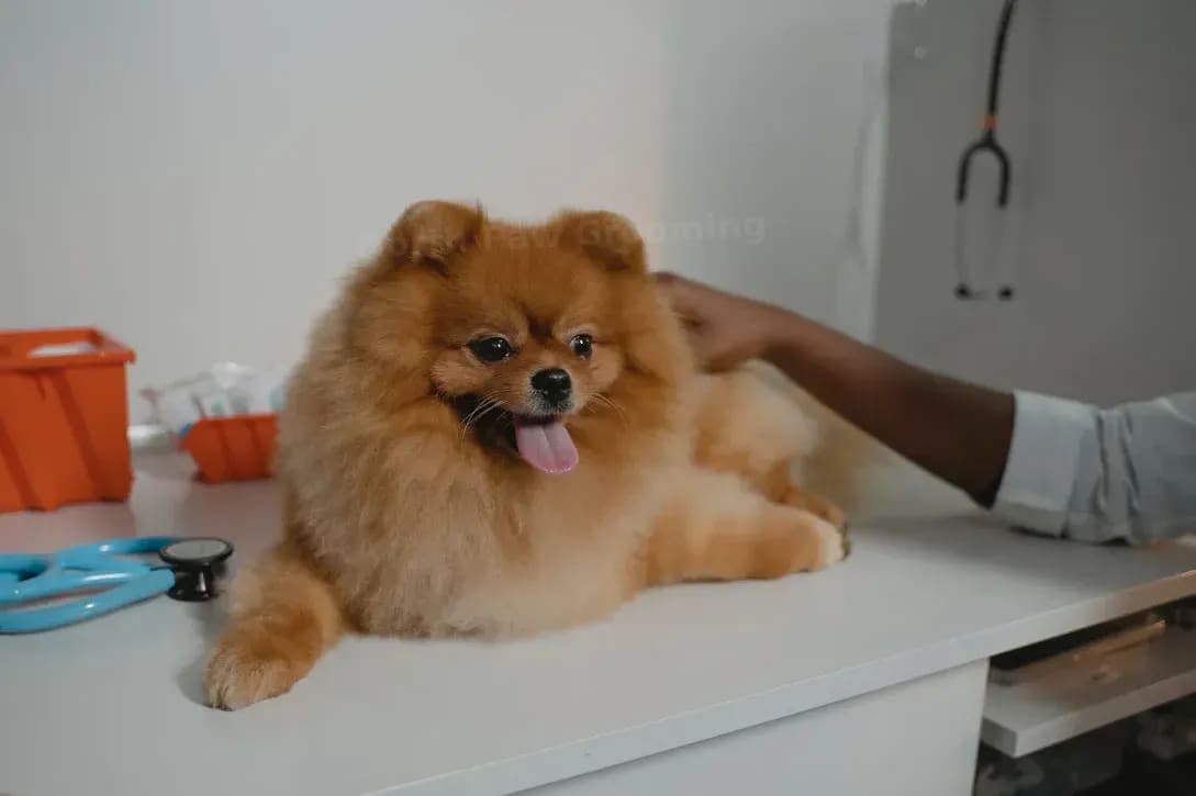 North Paw Grooming 1