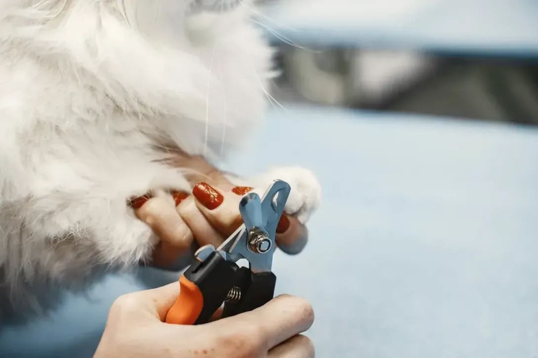 North Paw Grooming 10