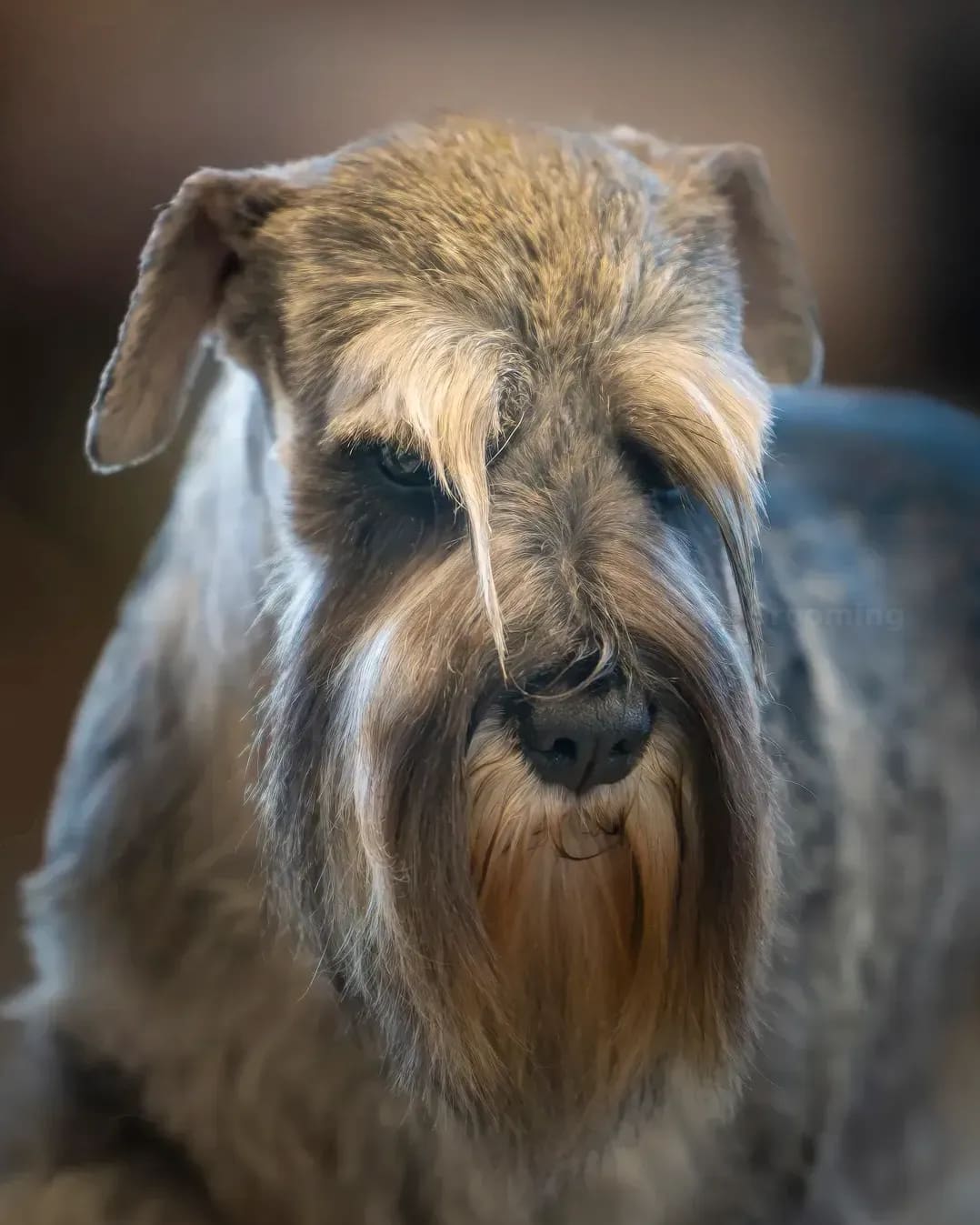 North Paw Grooming 11