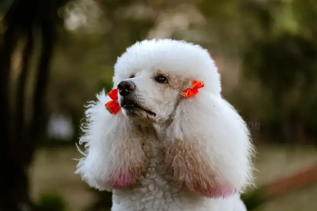 North Paw Grooming 13