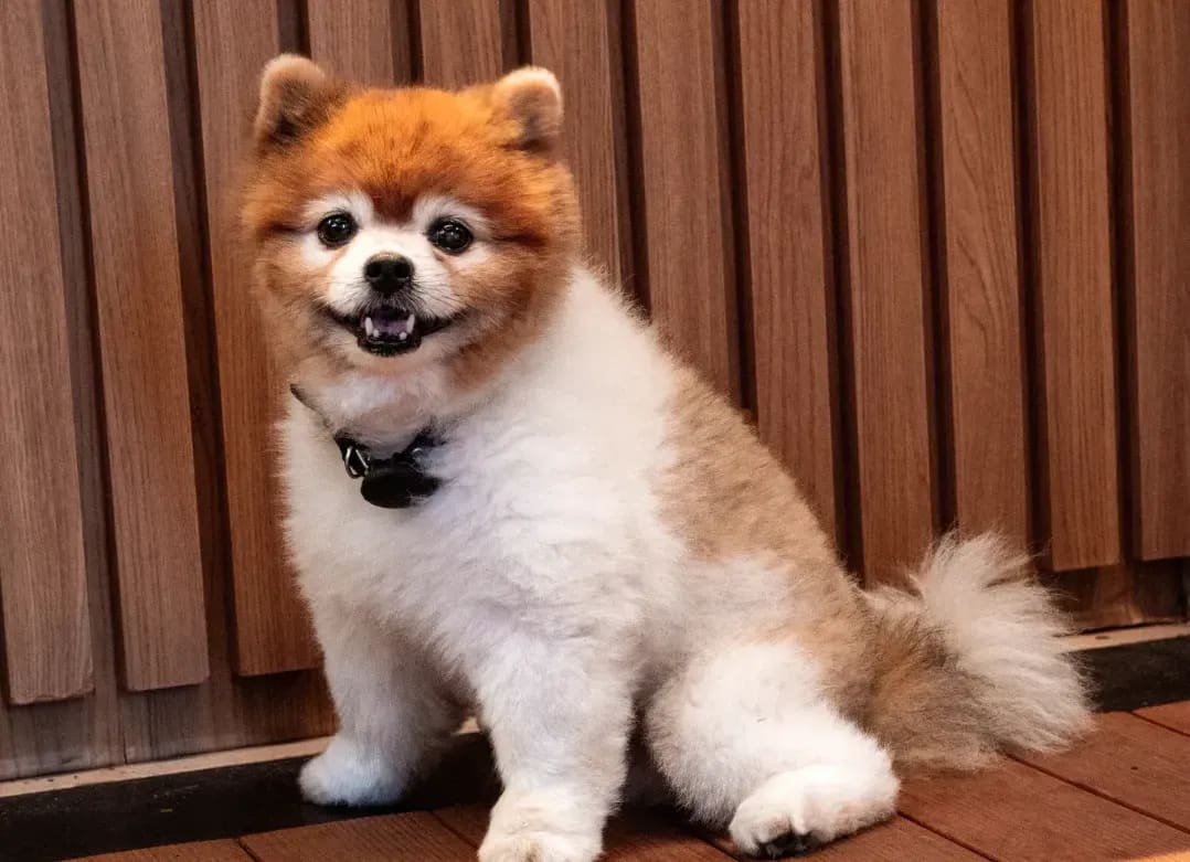 North Paw Grooming 3