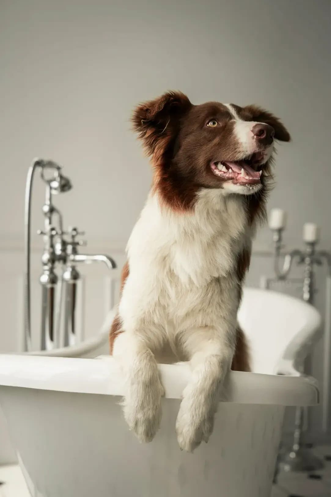 North Paw Grooming 4