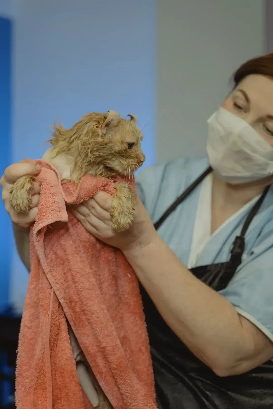North Paw Grooming 5