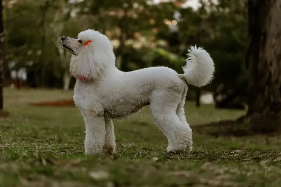 North Paw Grooming 6