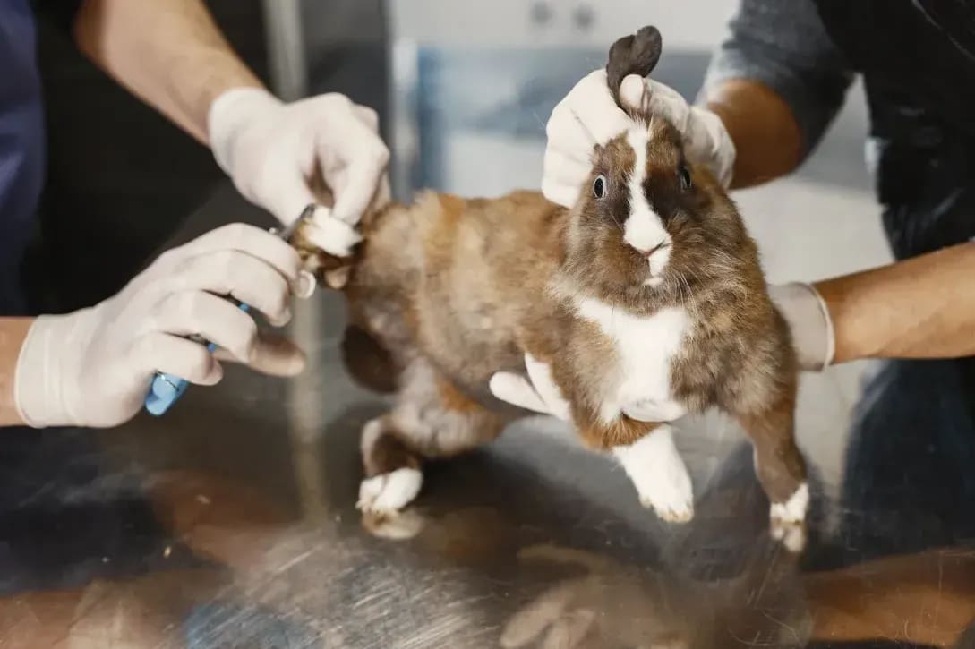 North Paw Grooming 8