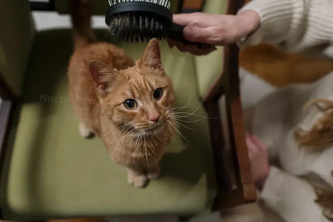 North Paw Grooming 9