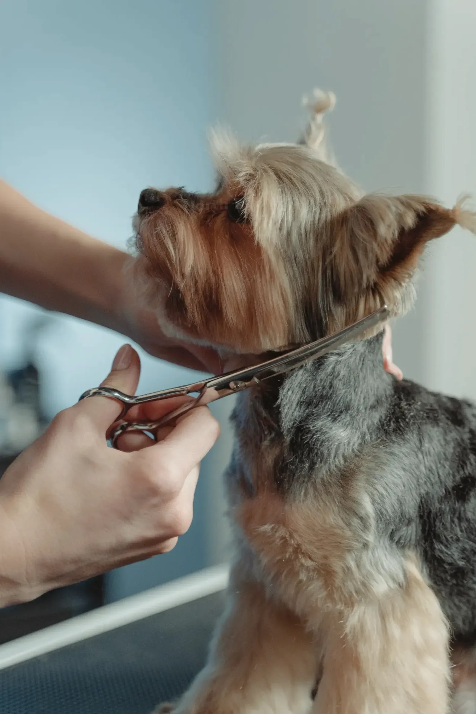 North Paw Grooming