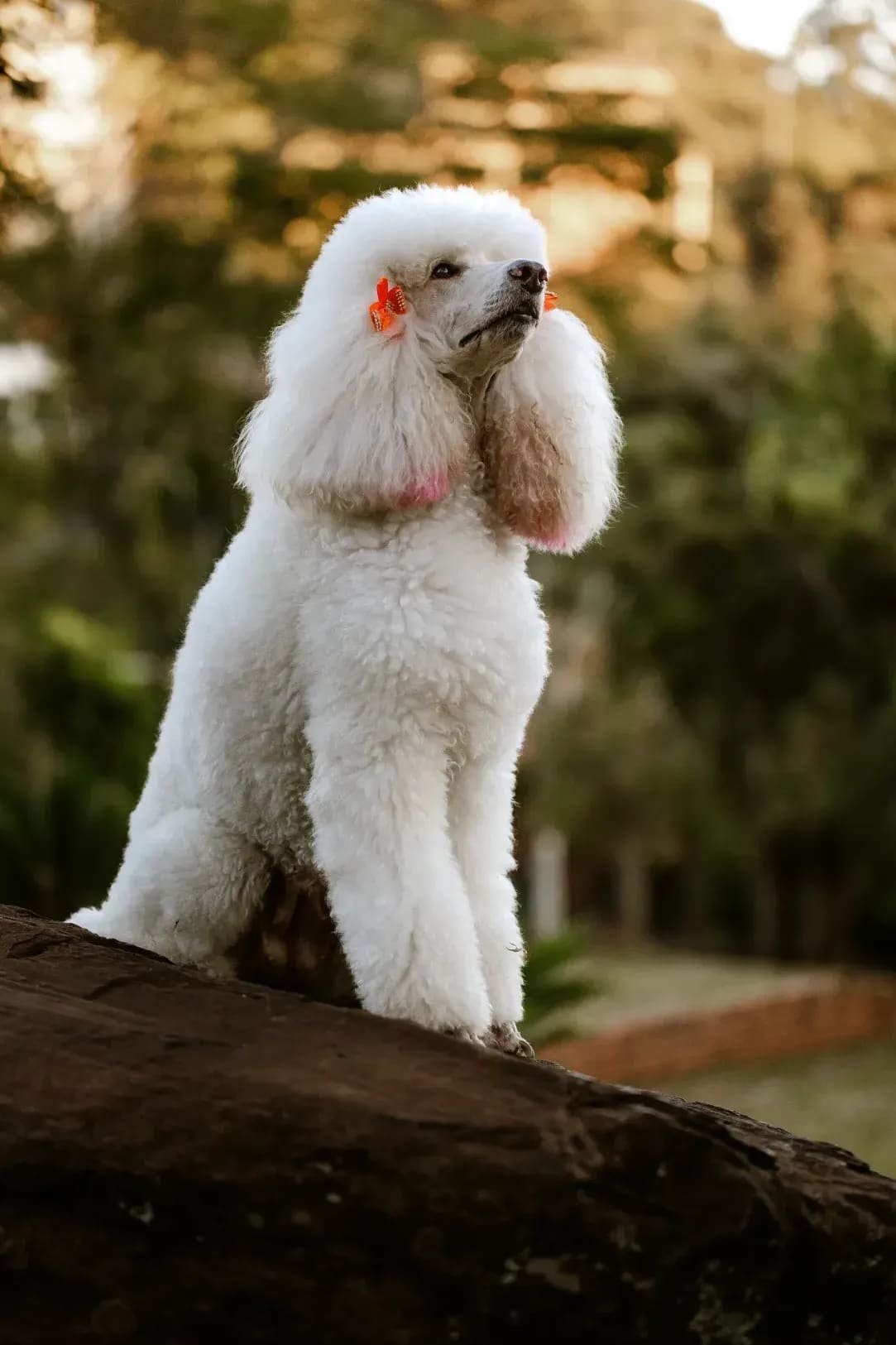 Breed-specific haircut and styling